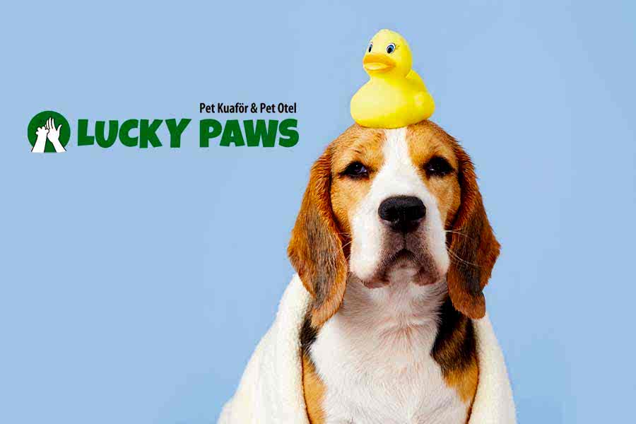 Köpeğimin çipi yok, yine de pet otelde konaklayabilir mi?